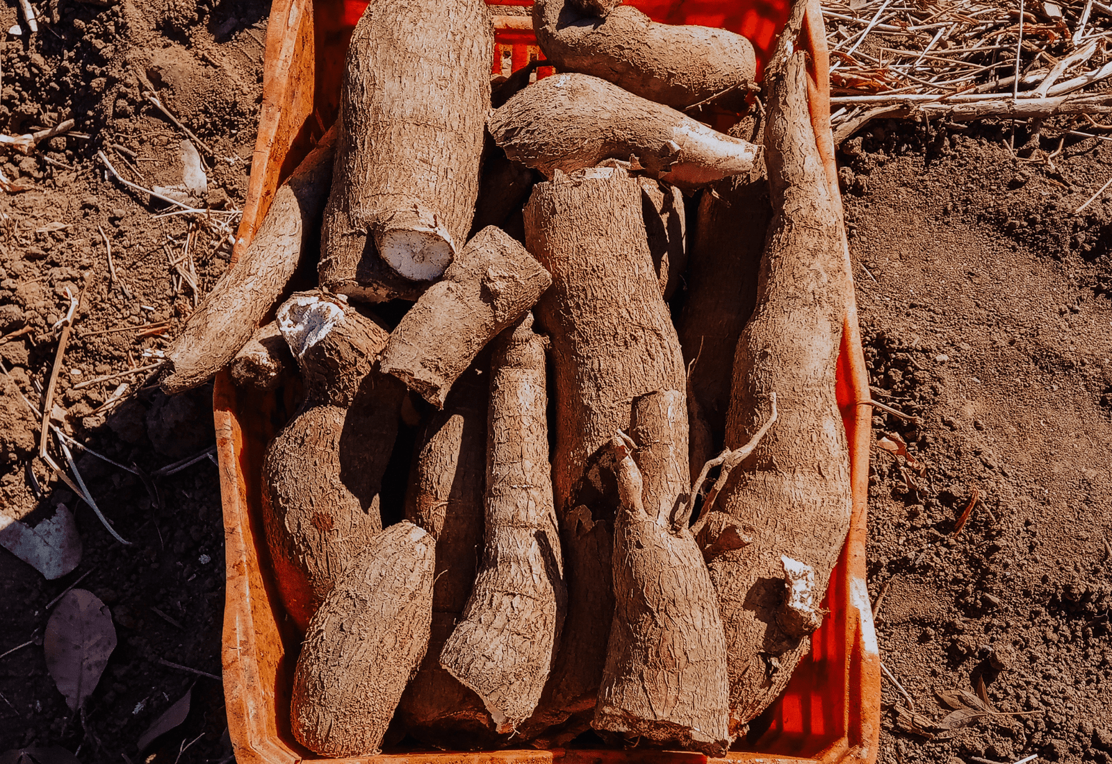 Comment le manioc impulse le changement à Man, Côte d’Ivoire